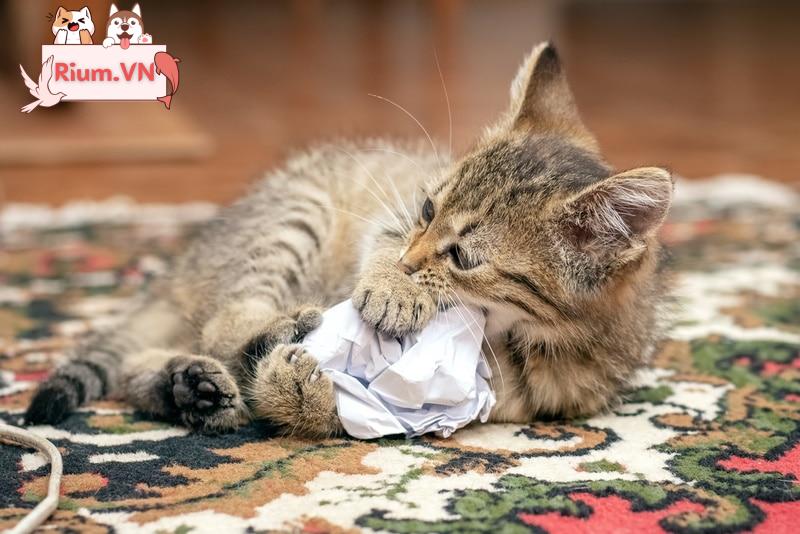 mèo chơi giấy nhàu nát