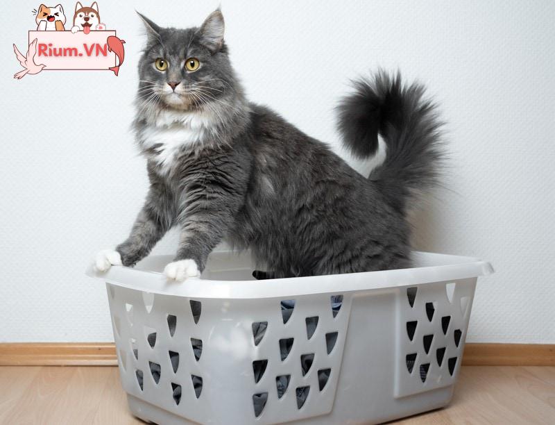một con mèo maine coon trong giỏ giặt