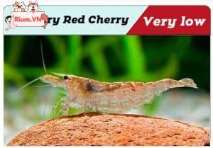 Ordinary Red Cherry shrimp 