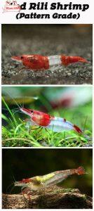 Rili Red Cherry Shrimp Grading 