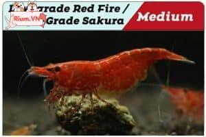 Low-grade Red Fire - High-grade Sakura Cherry Shrimp