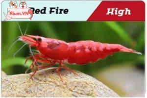 Red Fire Cherry Shrimp Grade 