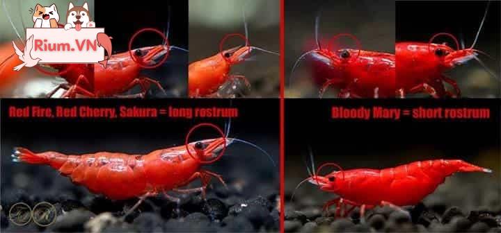 Difference between Bloody Mary and Painted Fire Red shrimp 