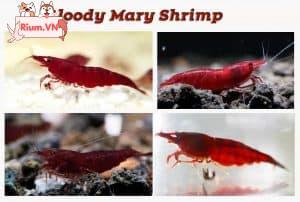 Bloody Mary shrimp