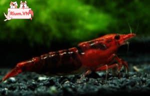  Kanoko Red Cherry Shrimp