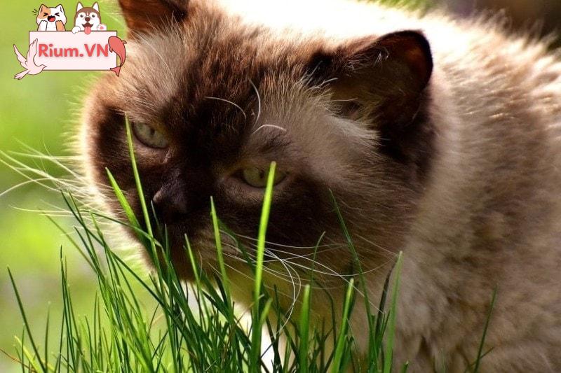 Mèo ăn cỏ