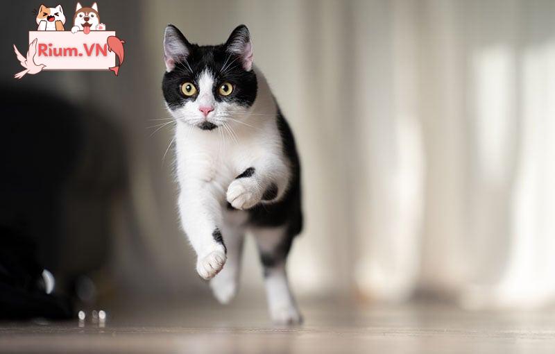 Mèo tuxedo chạy tốc độ cao trong nhà