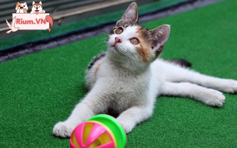 Mèo con với đồ chơi bóng mèo trên thảm xanh