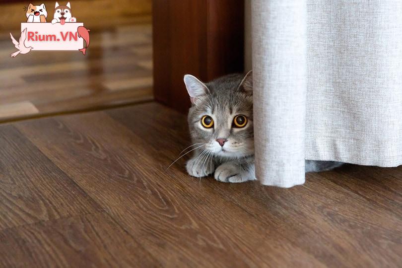 Con mèo nằm trên sàn trốn sau bức màn