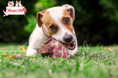 Thịt sống có tạo nên sự hung dữ ở chó?