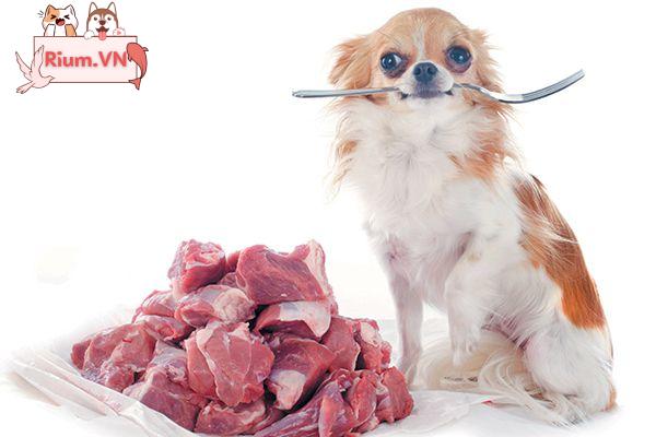 Liệu việc ăn thịt sống có làm cho chó trở nên hung hăng?