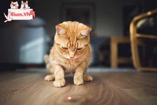 Tại sao mèo thích đuổi theo tia laser?